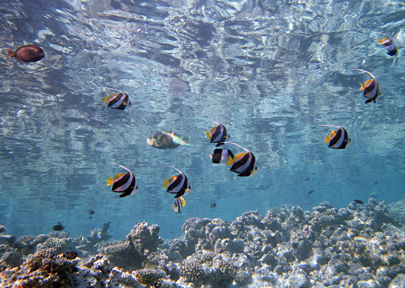 潛水時怎么進(jìn)行耳壓平衡