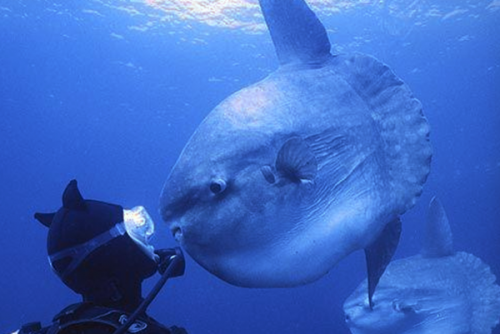 潛水時驚慌怎么辦？