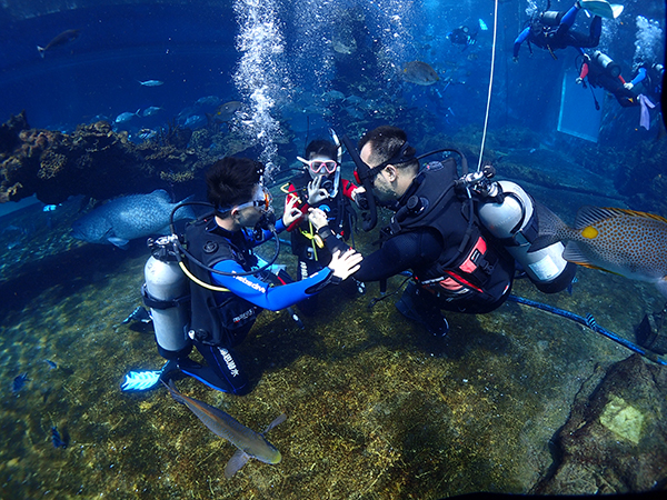 12/12正式上線！PADI 最新課程【休閑潛水員Resort Diver】 丨 一天拿證，潛遍全球