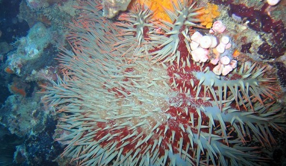 水下被海洋生物傷害到了該怎么辦？